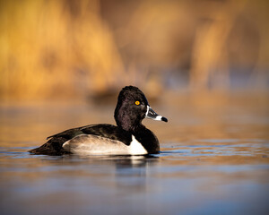Ring necked duck - aythya collaris - drake swimming in pond with beautiful golden background