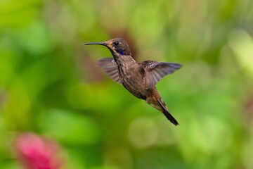 Brown Violet-ear (Colibri delphinae) is a species of hummingbird found in forests between 1000 and 2800 m along the Pacific slope of the Andes from western Colombia to southern Ecuador. 4K resolution