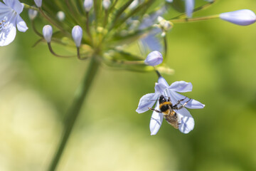 Bumblebee in Flight Among Flowers