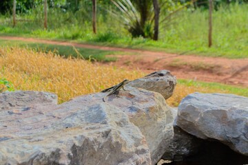 lizard on the rocks