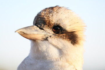 close up of a bird