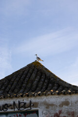 Bird under the house