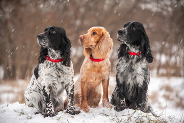 A group of hunting spaniel dogs sit on a winter meadow in front of a snowy forest. Dogs look in one direction. It snow. Breeds of hunting dogs.