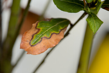 London, UK, 7 January 2024: beautiful colorful autumn leaves in January 2024 warming isolated on white background
