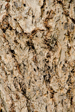 London, UK, 7 January 2024: Wooden texture close up photo of bark of Elm. Seamless Tileable Texture
