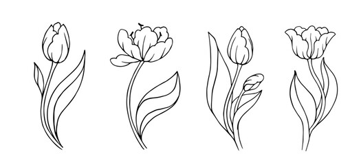 Botanical linear sketch of tulip flowers and buds.Vector graphics.