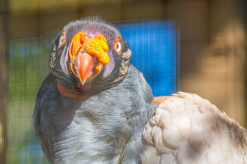 closeup of king vulture in zoo