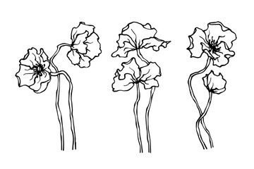 Sketch, doodle of wild poppy flowers. Vector graphics.