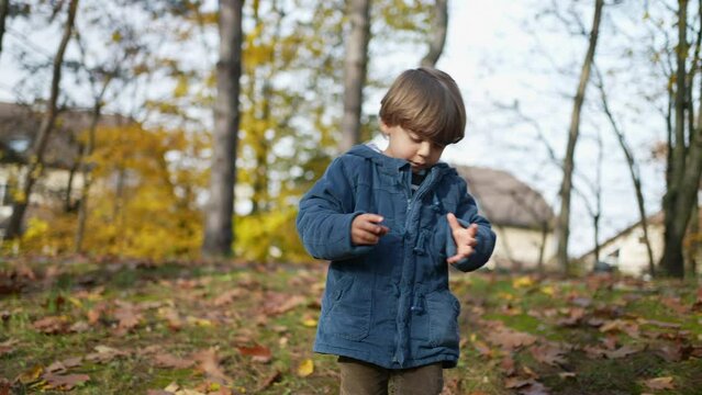 Child walking at park during autumn season wearing a blue jacket - 3 year old kid putting nut inside pocket while strolling nature amidst orange leaves