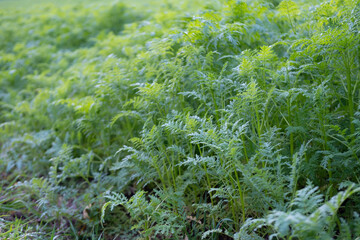 phacelia tansy, Phacelia tanacetifolia, annual herbaceous plant in field, sustainable farming,...