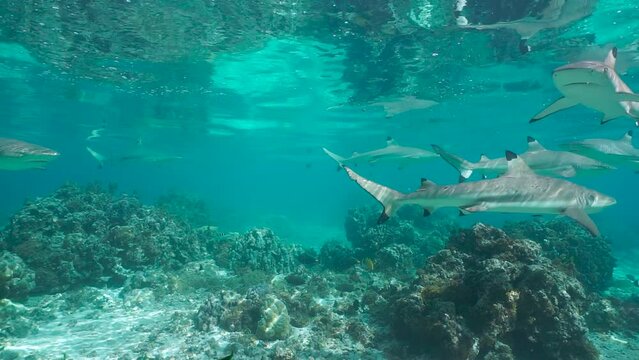Underwater several blacktip reef sharks in the lagoon of Huahine in French Polynesia, south Pacific ocean, natural scene