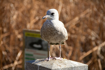 bird