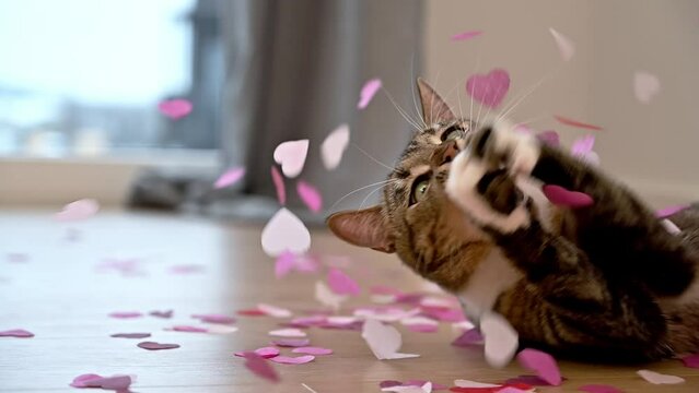 Cute footage of cat playing with heart confetti.Valentines day concept 