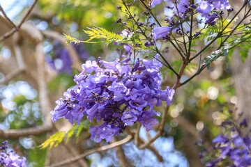 A Gentle Breeze Through Blooming Jacaranda Branches