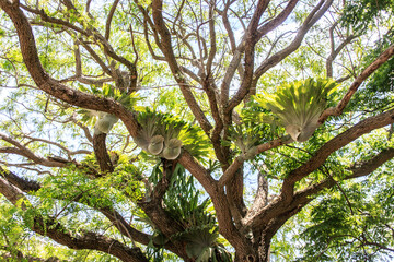 Sunlight Filtering Through Majestic Tree Branches