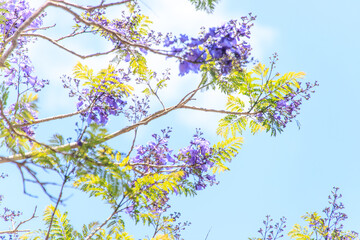 Blooming Jacaranda Painting the Australian Sky