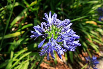 The Radiant Purple of African Lilies