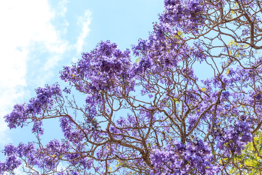 Blooming Jacaranda Painting the Australian Sky