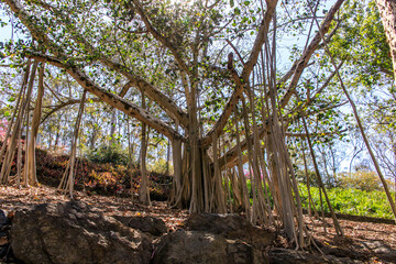 Fototapeta premium Majestic Banyan Tree Amidst Rocky Terrain