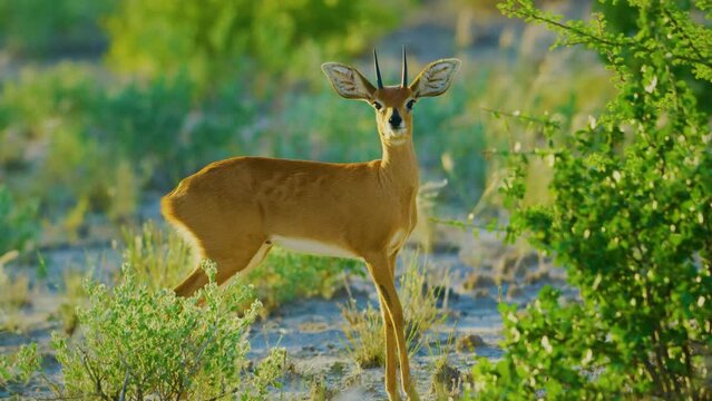 Close up of a Steenbok (Raphicerus campestris) Looking straight into the camera.