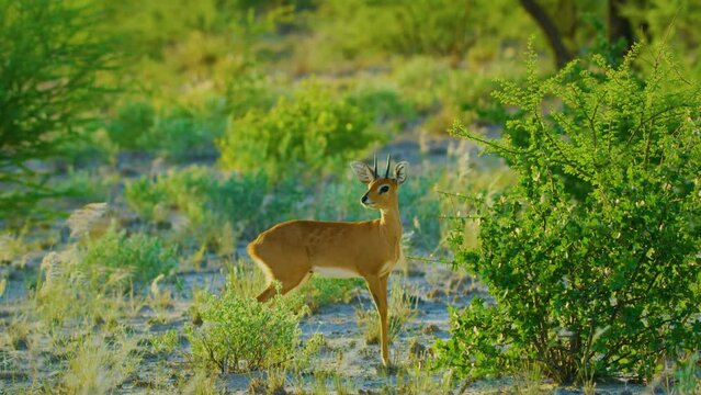 Close up of a Steenbok (Raphicerus campestris) eating leaves.