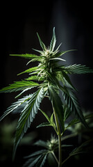 cannabis plant on black background