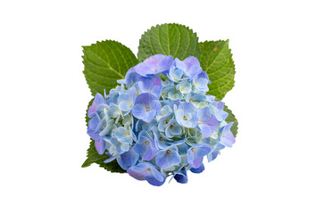 Scientific name: Hydrangea macrophylla on the white background