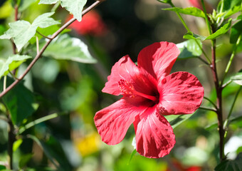 Fototapeta premium Red Hibiscus Flower closeup (lat.- Hibiscus)