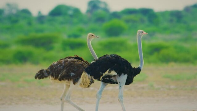 A Couple of common ostrich (Struthio camelus), or simply ostrich, is a species of flightless bird. 