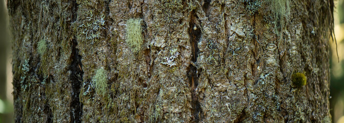 Close-Up 4K Ultra HD Image of Plane Tree and Douglas Fir Tree Bark