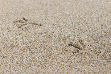 Fototapeta na wymiar Bird Footprints on Sandy Beach