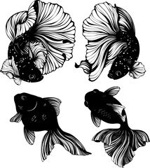 Asian ornamental golden and koi carp fish vector silhouette