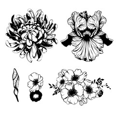 Chrysanthemum, iris, anemone flowers, flower bud/ vector silhouette