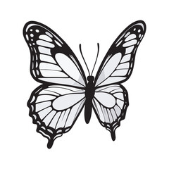 hand drawn art style of butterfly colorful illustration