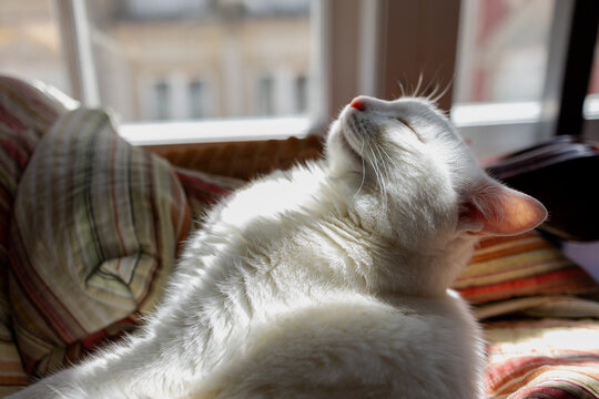 The Tranquil Facade of Feline Bliss: Serenity Captured in a White Cat's Expression