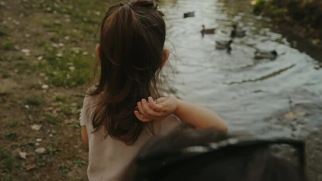 Back view of a little girl feeding ducks on summer day. Child feeding birds outdoors. Summer activity for little kids.