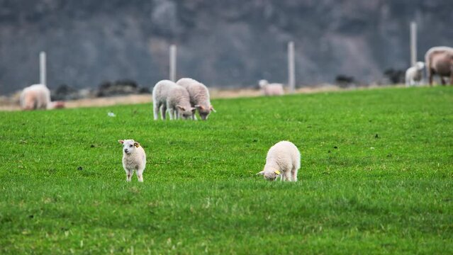 Sheep and lambs in an ecologically clean region. Rural scene on a green meadow. Summer in Iceland.