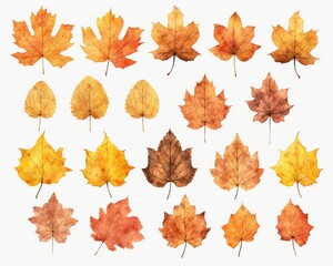 Collection of various autumn leaves