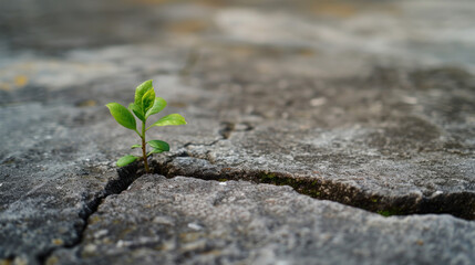 a small green plant growing out of a crevice in a rocky environment, exemplifying life and perseverance. 