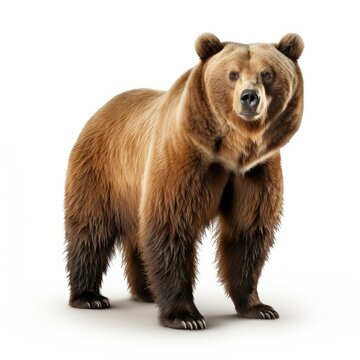 Isolated brown bear standing on a white background, looking at the camera with a detailed fur texture.
