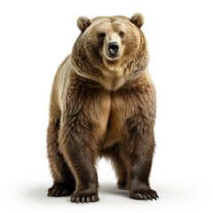 Fototapeta premium Brown bear standing isolated on a white background.