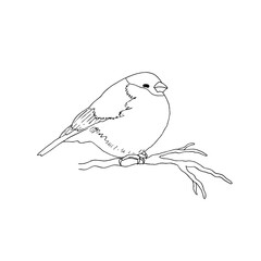 Bullfinch bird sitting on a branch. Outline drawing. Hand drawn vector illustration. Design element. For coloring, cards, printing, packaging, invitations, business cards, advertising