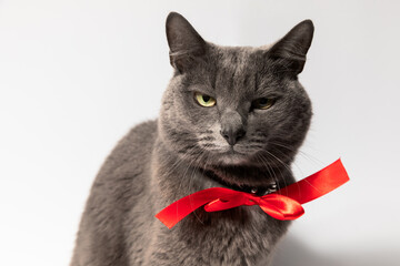 Beautiful gray cat with a red bow around his neck on a white background looks at you suspiciously