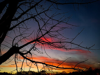 tree at sunset