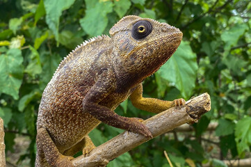 Panther chameleon (Furcifer pardalis), Madagascar nature