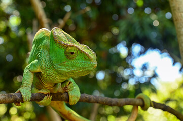Female Parson`s Chameleon. Madagascar nature