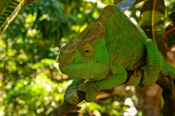 Female Parson`s Chameleon, Madagascar nature
