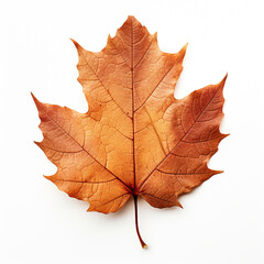 Obraz premium Closeup of autumn leaf on white background