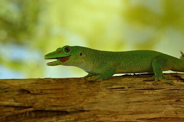 Fototapeta premium Madagascar day gecko- Phelsuma madagascariensis madagascariensis