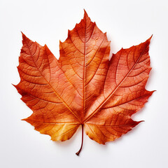 Closeup of autumn leaf on white background